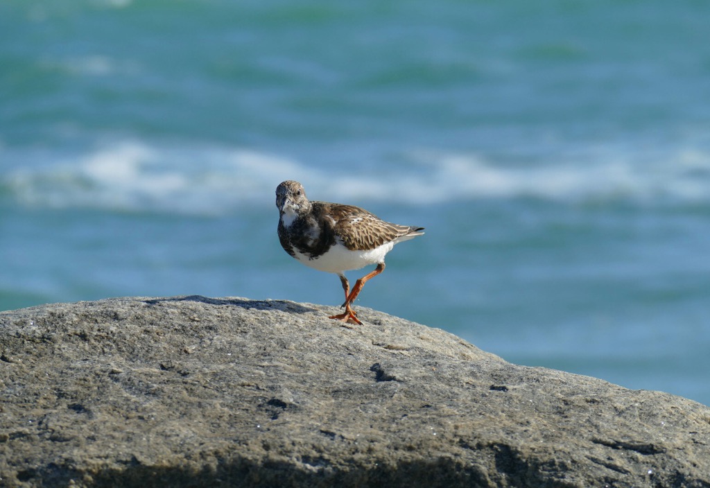 Media attachment