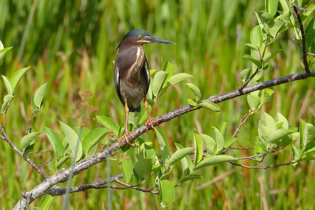 Media attachment